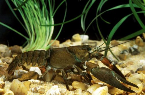 How Long Do Signal Crayfish Live For: Exploring the Lifespan of a Fascinating Crustacean