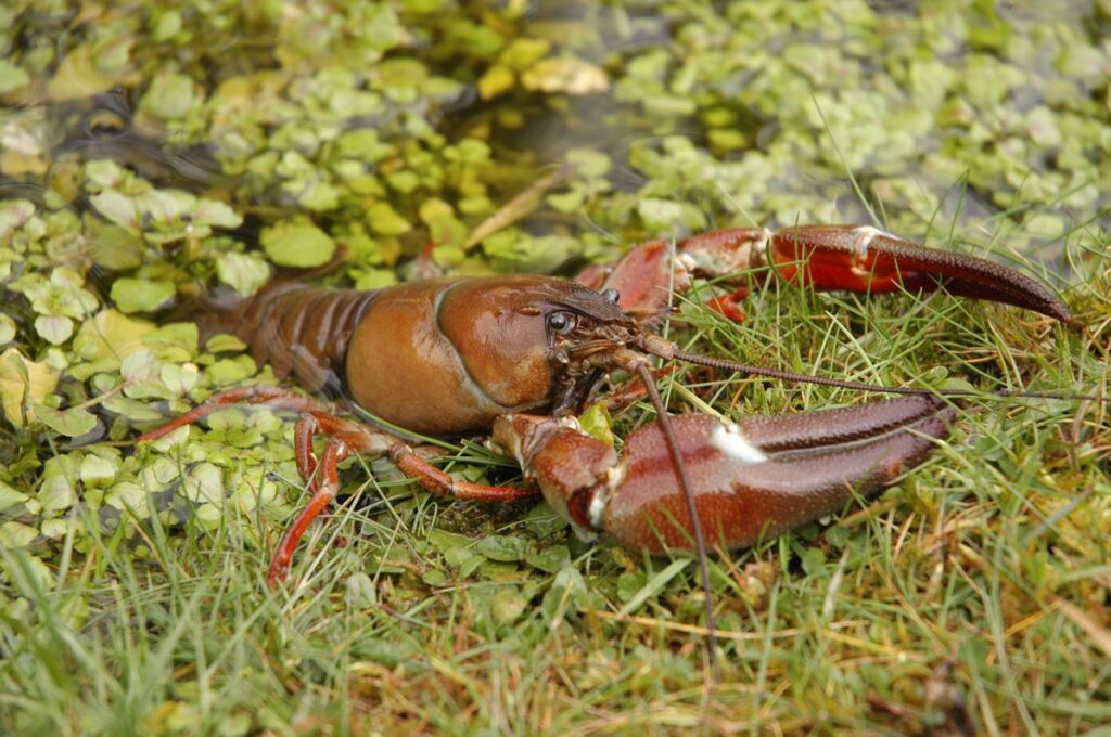 How Long Do Signal Crayfish Live For: Exploring the Lifespan of a Fascinating Crustacean