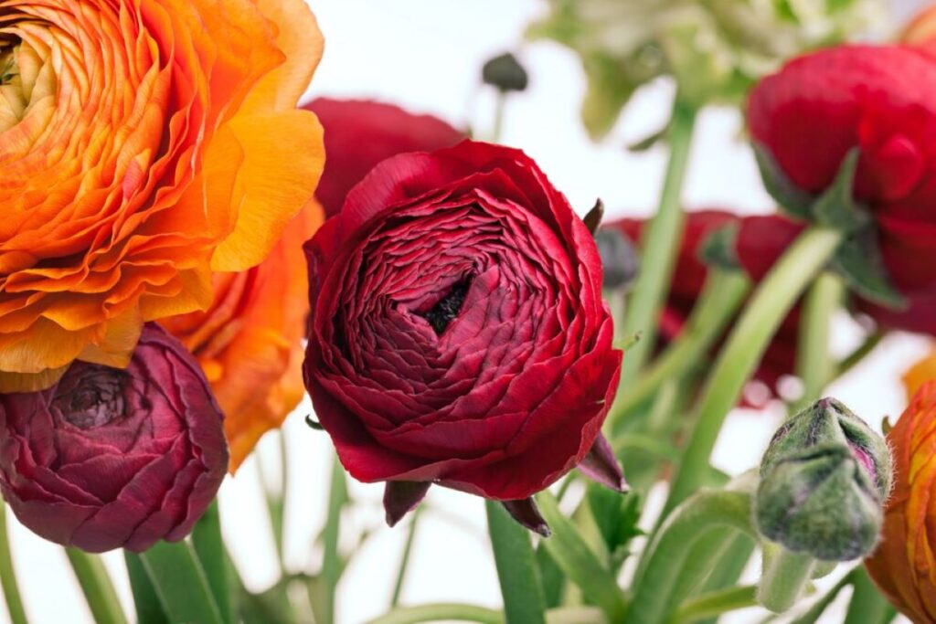 flower shop crows nest