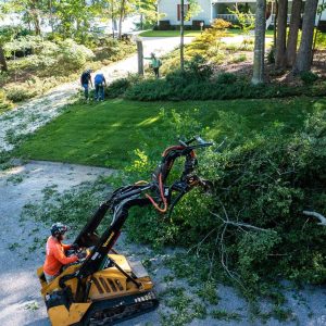 The Process of Palm Tree Removal: What Sydney Residents Should Know