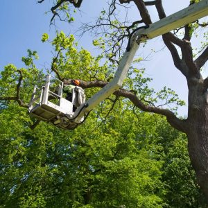 Understanding Tree Removal Costs in Sydney: A Comprehensive Guide