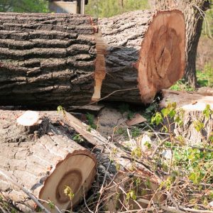 Tree Removal Sydney: Your Top Choice for Professional Arborists
